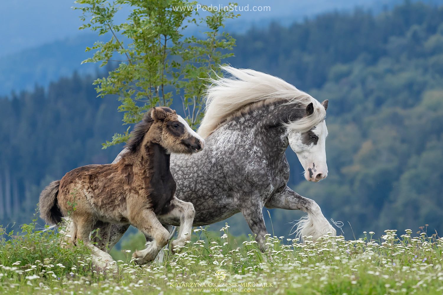 Podolin Dancing Star aka Fantasia (Galaxie Du Couar x McCartney`s Wow Factor) - Gypsy Cob Foal